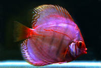 Aquarium Fish List | Ornamental fish export : Al-Aquarium 