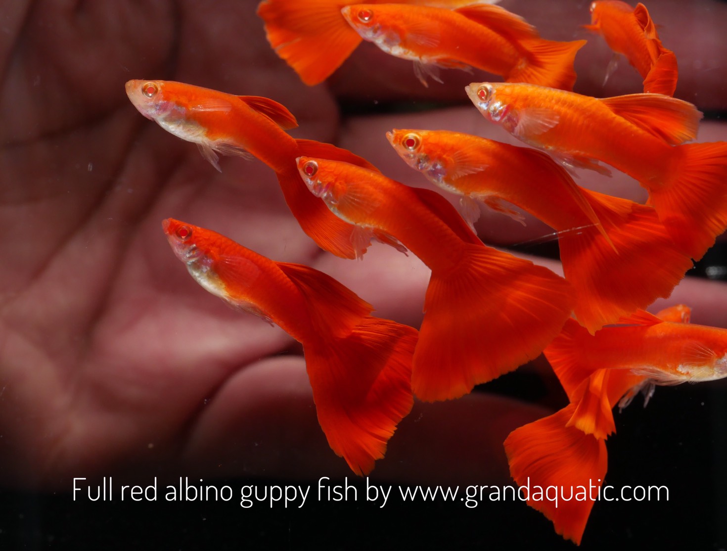 Full red albino guppy fish (male) for freshwater aquarium fish