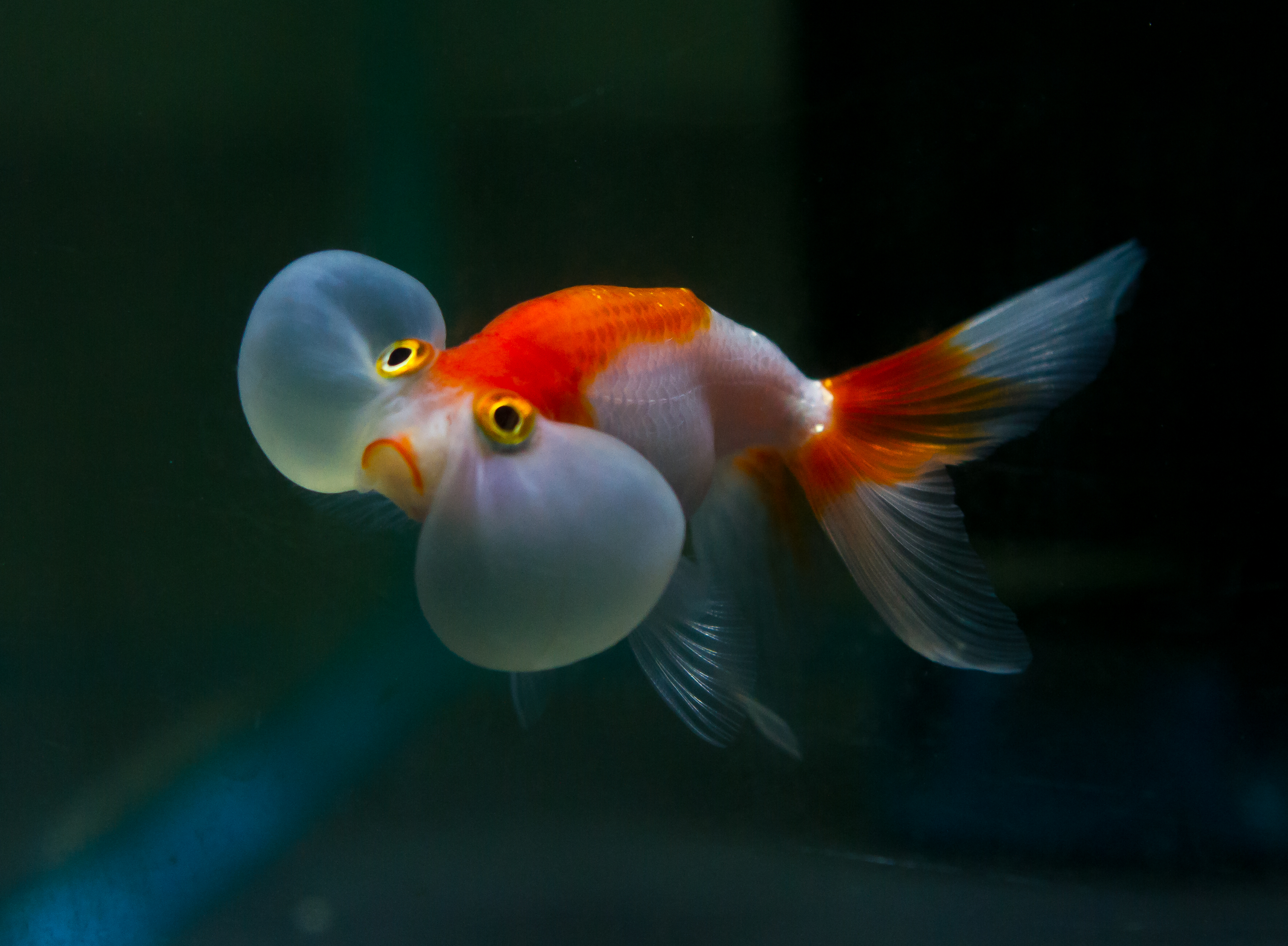 Bubble eye balloon gold fish.