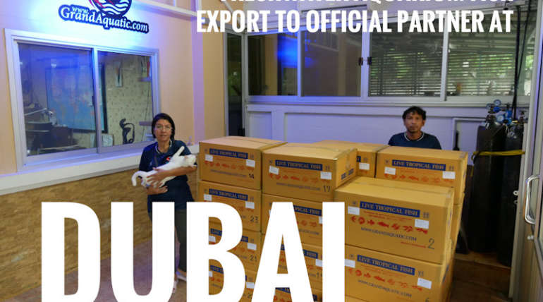 Shipment export freshwater aquarium fish to official partner at Dubai/ UAE