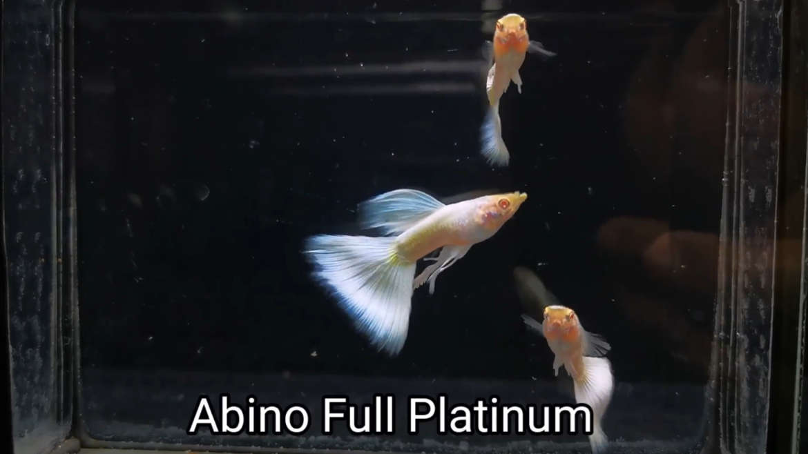 Albino full platinum guppy fish (Pair)