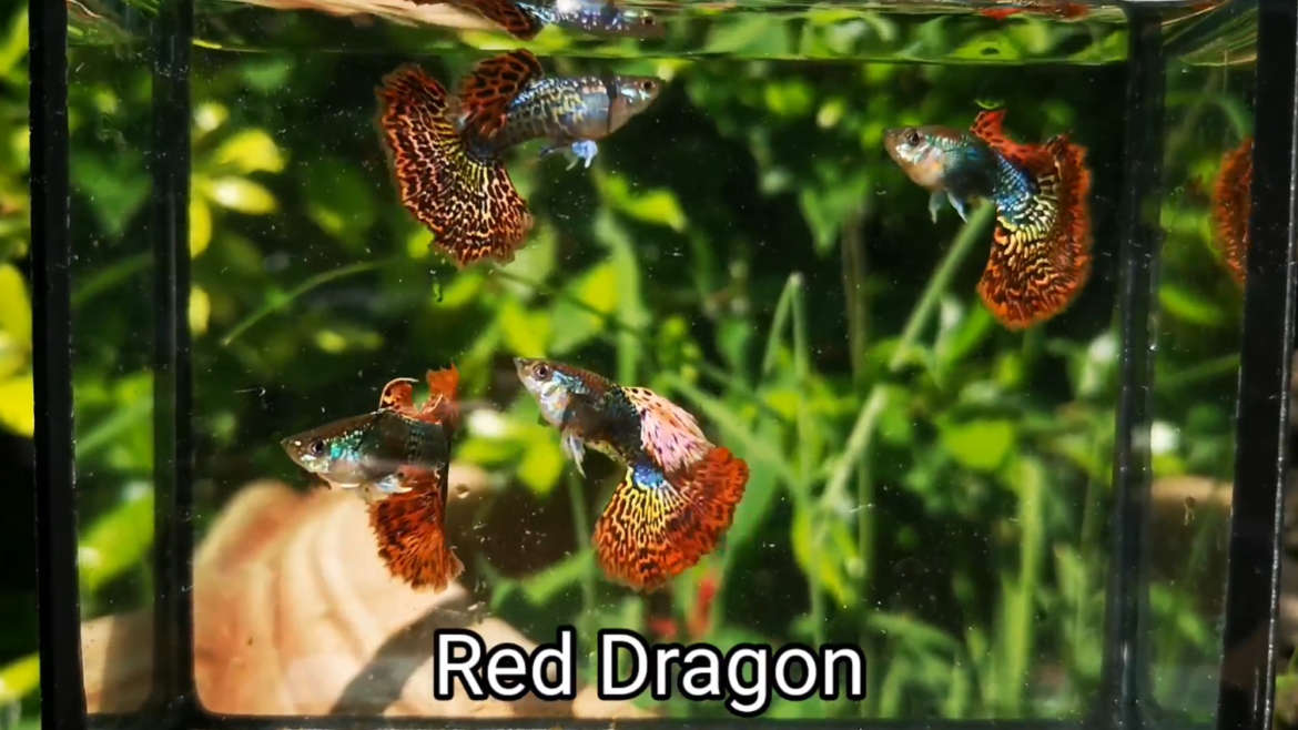 Red Dragon guppy fish (Pair)