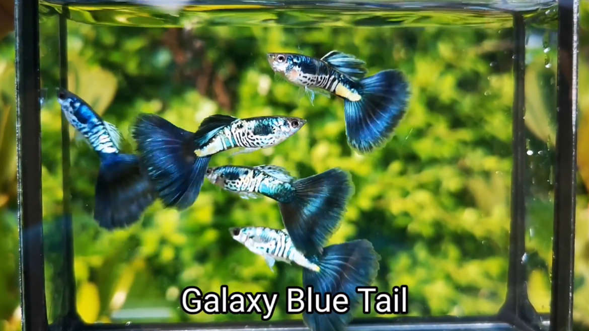 Galaxy Blue Tail guppy fish (Pair)
