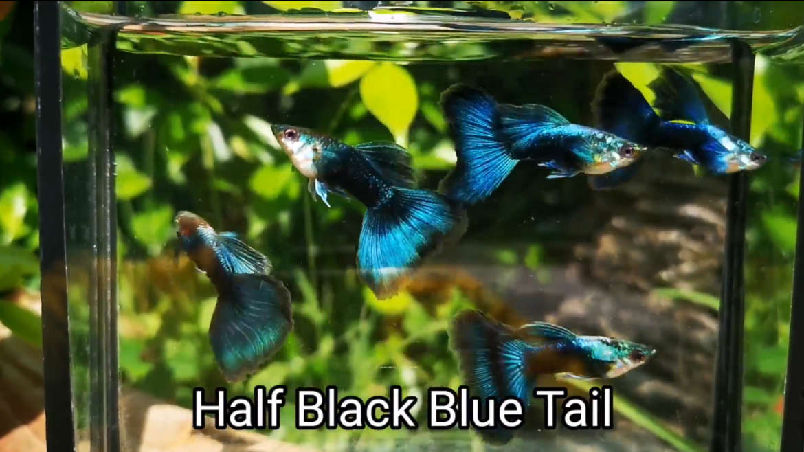 Half Black Blue Tail guppy fish (Pair)