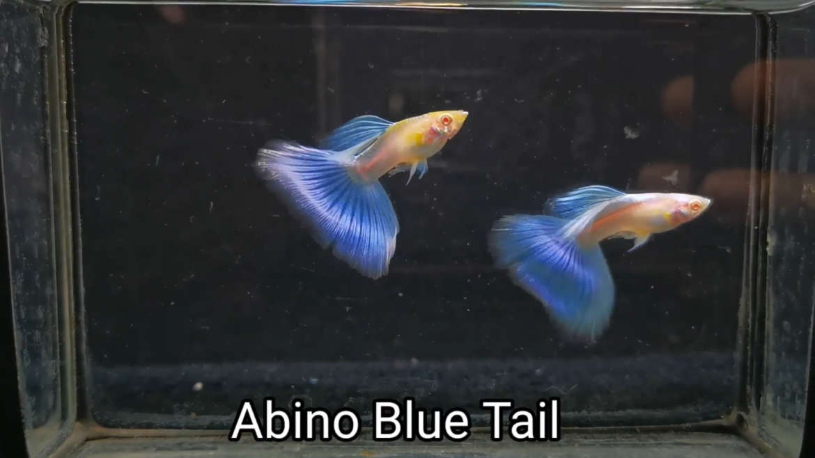 Albino blue tail guppy fish (Pair)