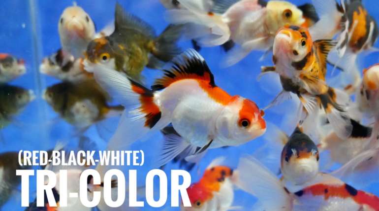 Tri-Color oranda gold fish (size 2.5″)