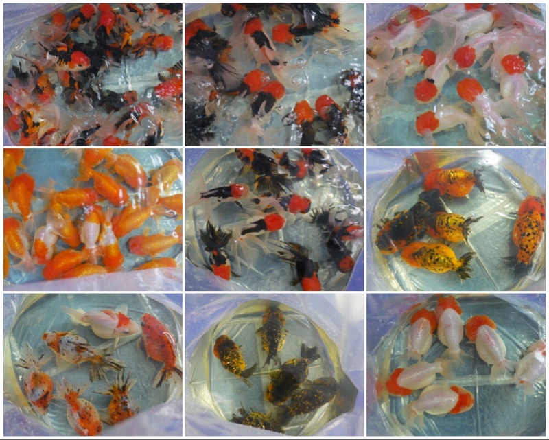Different types of goldfish that are popular in the market.