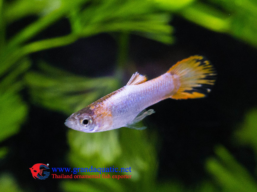 Platinum endler guppy