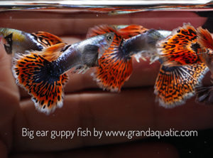 Elephant Ear chili guppy Elephant Ear chili guppy