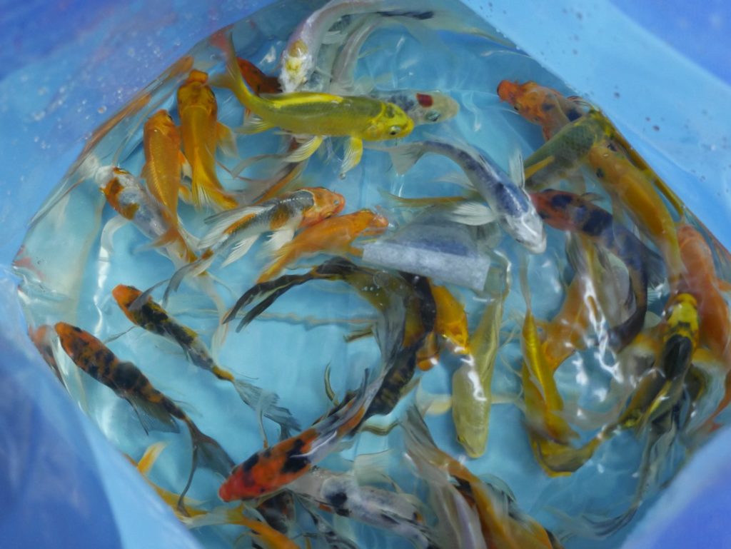 shipment send ornamental fish export to Maldives