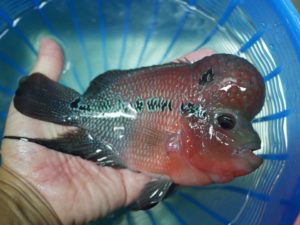 Flowerhorn cichlids for sale and export Flowerhorn cichlids for sale and export