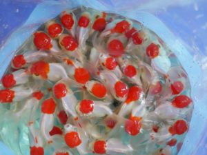 Oscar fish price in nepal