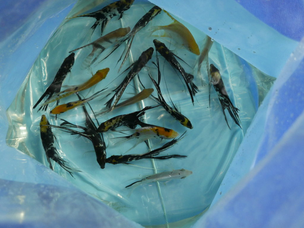 shipment export aquarium fish to Bahrain customer. shipment export aquarium fish to Bahrain customer.