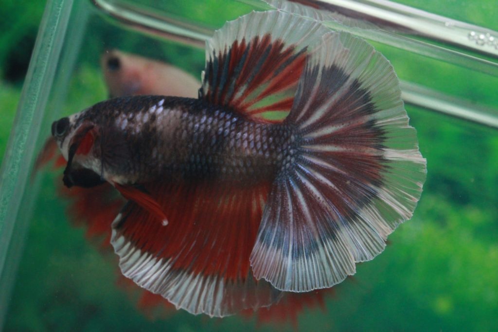 High quality betta fish Grade A available supply. High quality betta fish Grade A available supply.