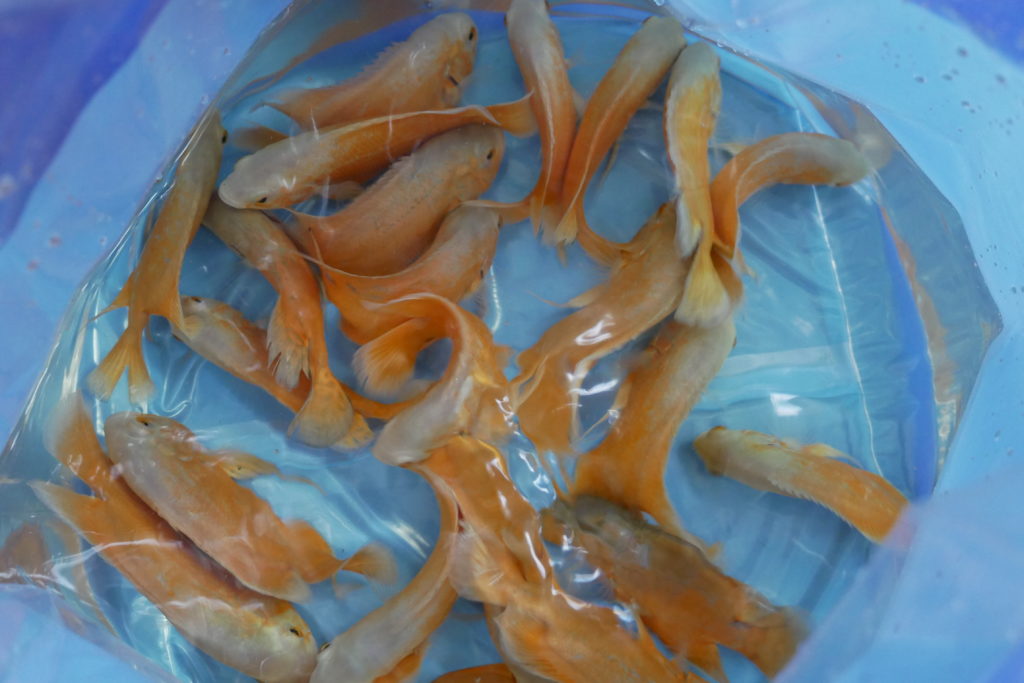 Oscar fish price in uae