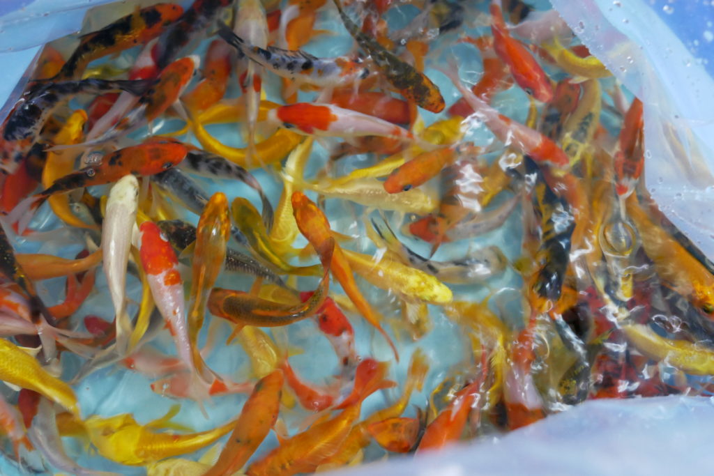 Oscar fish price uae