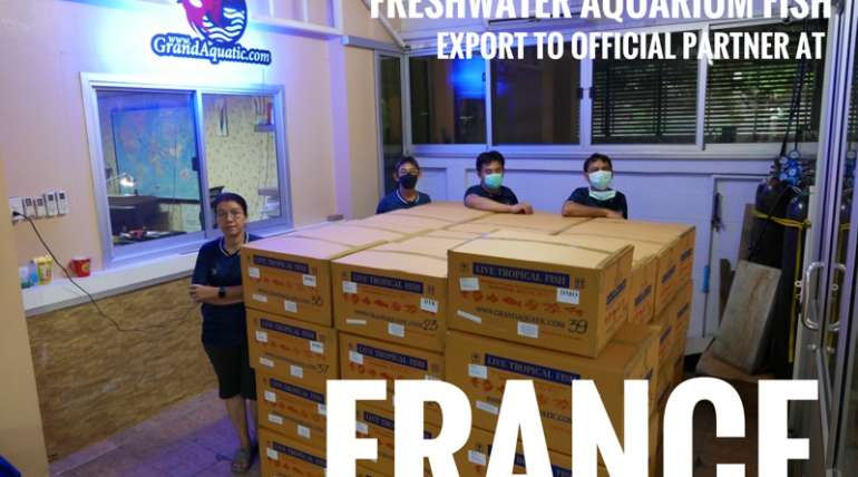Shipment export freshwater ornamental aquarium fish to France