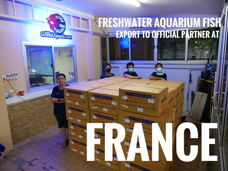 Shipment export freshwater ornamental aquarium fish to France