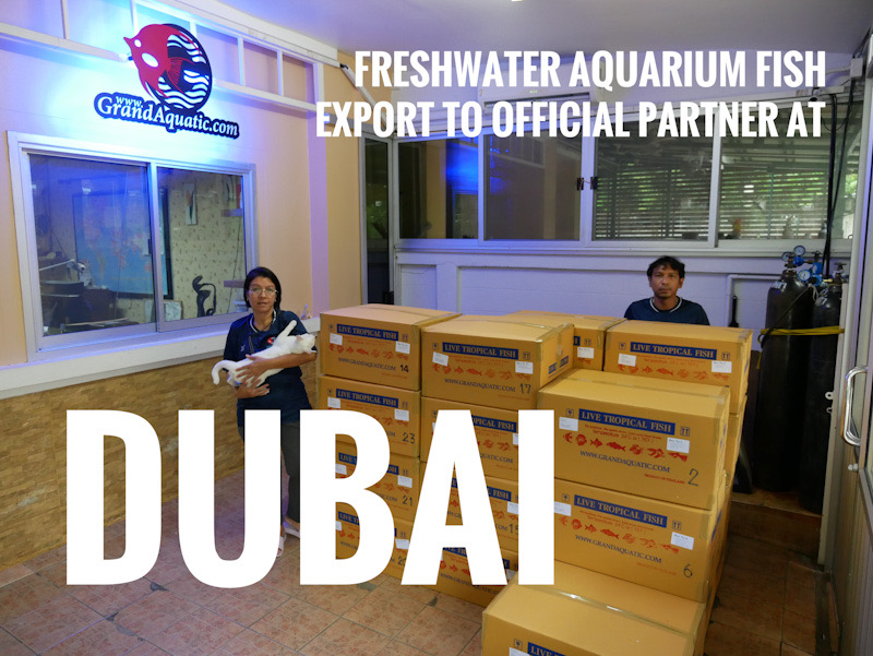 Shipment export freshwater aquarium fish to official partner at Dubai/ UAE