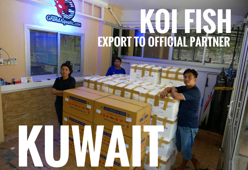 Shipment export koi fish and goldfish to Kuwait customer