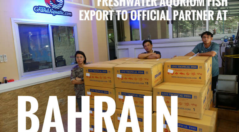 Shipment export freshwater aquarium fish to Bahrain
