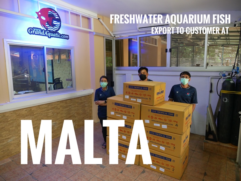 Shipment export freshwater ornamental fish to Malta