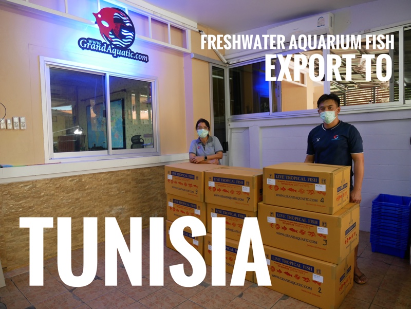 Shipment export freshwater ornamental fish to Tunisia