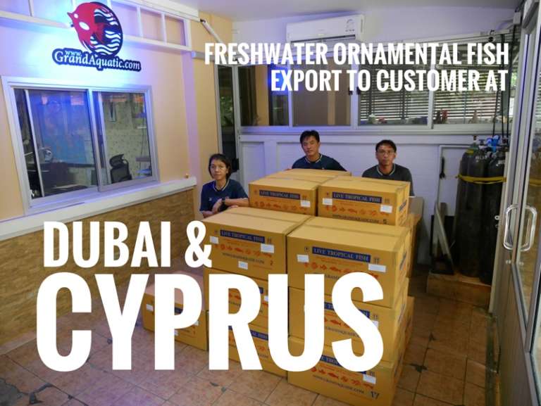 Shipment export freshwater ornamental aquarium fish to Cyprus and Dubai