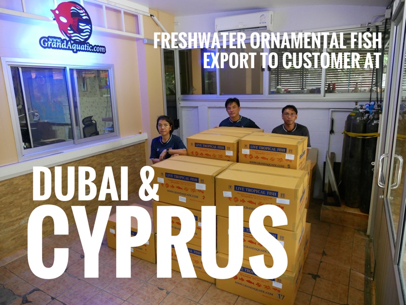 Shipment export freshwater ornamental aquarium fish to Cyprus and Dubai