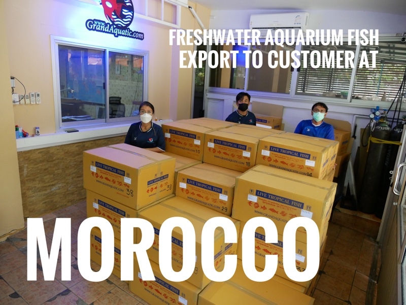 Shipment export freshwater ornamental fish to Morocco