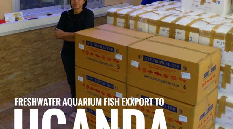Shipment export freshwater ornamental fish to Uganda