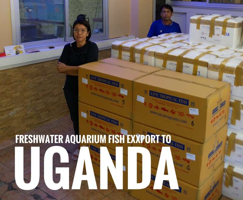 Shipment export freshwater ornamental fish to Uganda