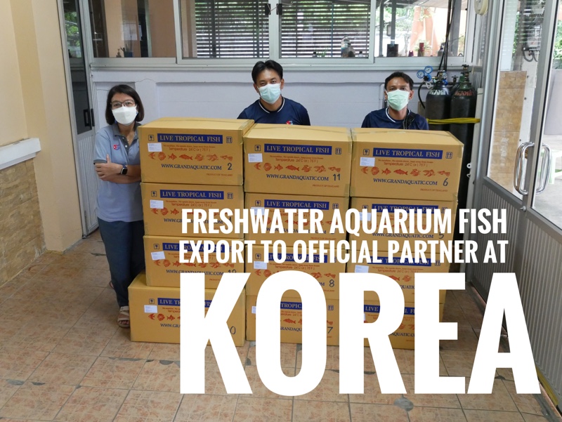Shipment export freshwater ornamental aquarium fish to Korea