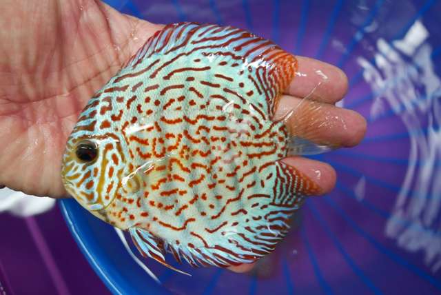 Mix discus fish for export from Thailand