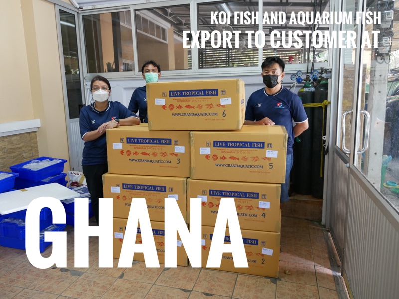 Shipment export freshwater ornamental fish to Ghana