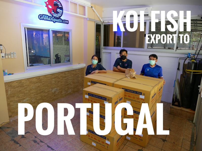 Shipment export koi fish to Protugal