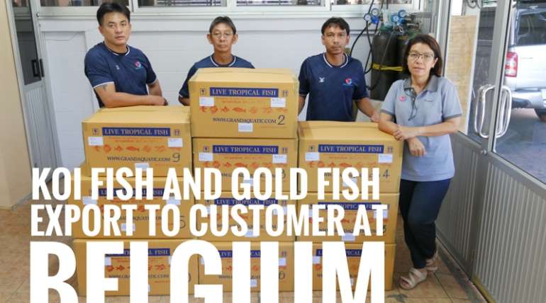 Shipment export koi fish and goldfish to Belgium
