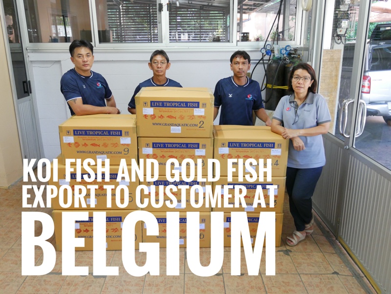 Shipment export koi fish and goldfish to Belgium