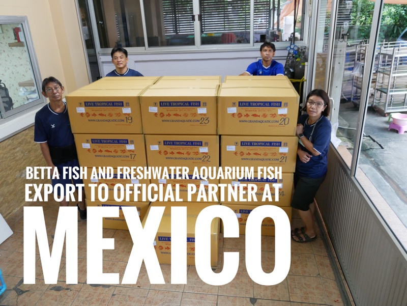 Shipment export freshwater ornamental aquarium fish to Mexico