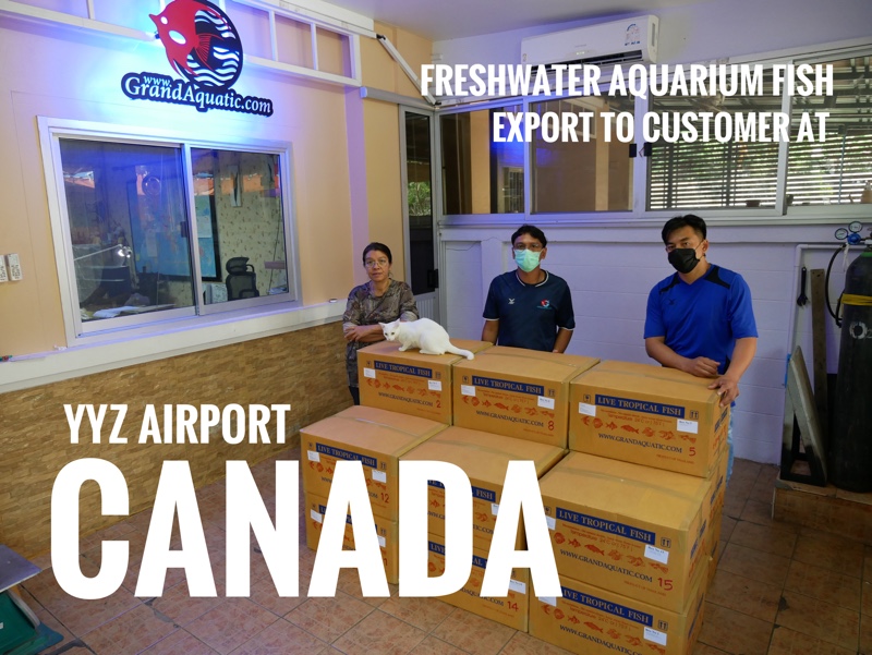 Shipment export freshwater aquarium fish to Canada