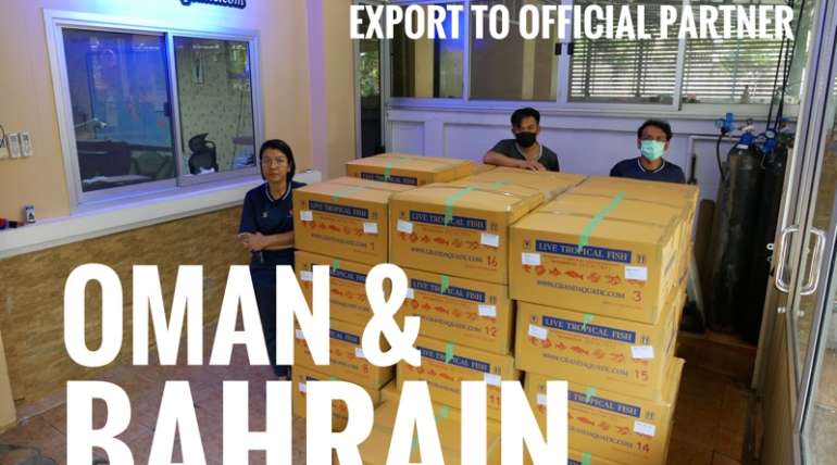 Shipment export ornamental fish to Bahrain and Oman