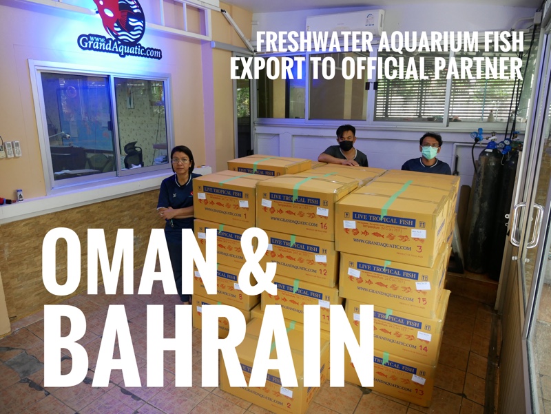 Shipment export ornamental fish to Bahrain and Oman