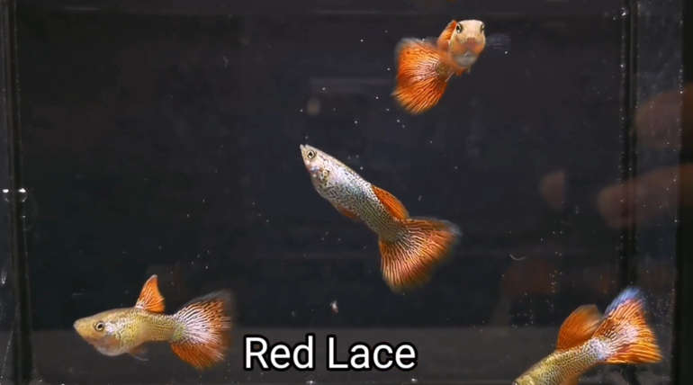 Red Lace guppy fish (Pair)