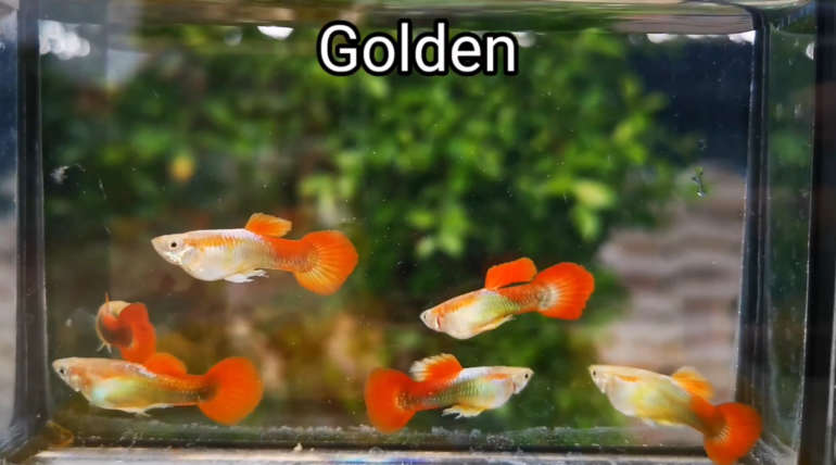Golden guppy fish