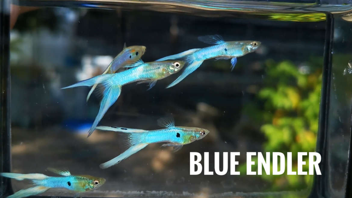 Blue endler guppy fish