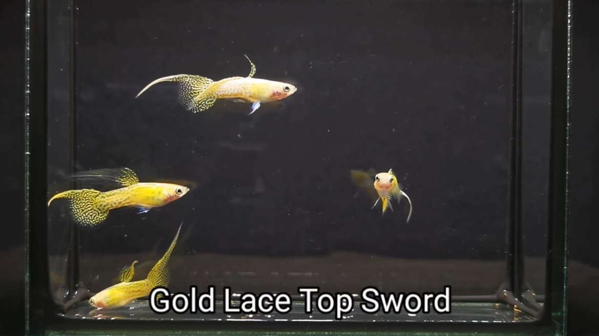 Gold Lace Top Sword guppy fish (Pair)