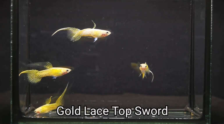 Gold Lace Top Sword guppy fish (Pair)