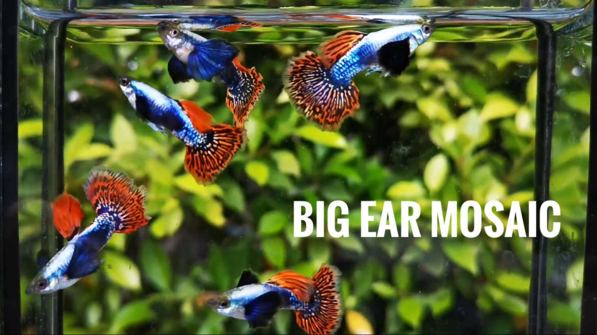 Big ear mosaic guppy fish