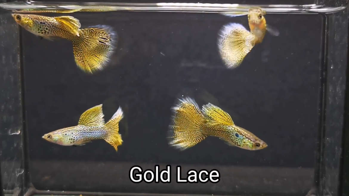 Gold Lace guppy fish (pair)