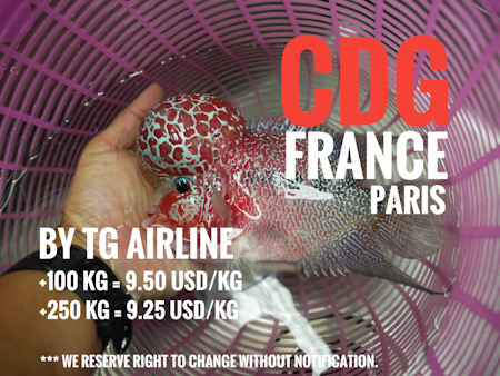 Freight rate for BKK to CDG Paris France